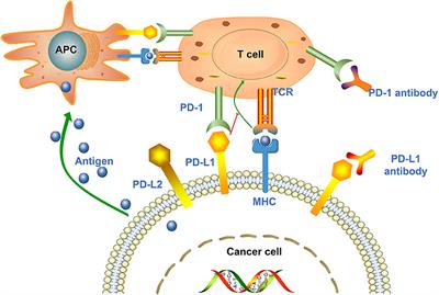 Adverse Effects of Anti-PD-1/PD-L1 Therapy in Non-small Cell Lung Cancer